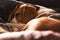 A beagle adult dog sleeping on a cozy bedding.