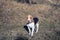 Beagle in autumn forest, sunny light day