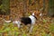 Beagle in autumn woods