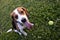 Beagle with a ball