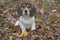 Beagle Basset Puppy in Leaves