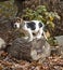 Beagle Basset Puppy Standing on Log