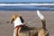 Beagle from behind on the beach very close to the sea with unfocused background