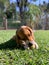 Beagle biting and playing with his tennis ball on the grass on a sunny day