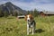 Beagle with  Bodenalm and mountain Wallberg