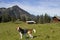 Beagle with  Bodenalm and mountain Wallberg