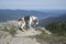 Beagle on the Bodenschneid summit