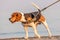 The beagle or bracchetto is a breed of medium-sized hunting dogs of English origin, originally used mostly to hunt animals such