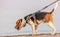 The beagle or bracchetto is a breed of medium-sized hunting dogs of English origin, originally used mostly to hunt animals such