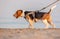 The beagle or bracchetto is a breed of medium-sized hunting dogs of English origin, originally used mostly to hunt animals such