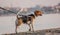 The beagle or bracchetto is a breed of medium-sized hunting dogs of English origin, originally used mostly to hunt animals such