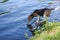 Beagle on break, drinking water from lake, while being on walk