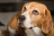 Beagle breed dog with look up