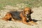 Beagle brown dog on the yard, closeup