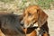 Beagle brown dog on the yard, closeup