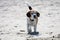 Beagle with a casual look on the beach