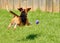 Beagle Chasing A Ball