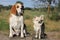 Beagle and chihuahua in field