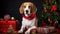 Beagle Christmas dog background. Happy New Year, Merry Christmas concept. Portrait of Cute Beagle puppy breed wearing