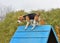 Beagle climbing over a-frame on agility training