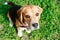 Beagle close-up, portrait