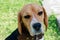 Beagle close-up, portrait