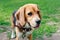 Beagle close-up, portrait