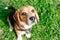 Beagle close-up, portrait