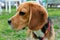 Beagle close-up, portrait