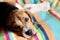 Beagle. Colourful background.