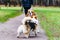 Beagle and corgi pembroken. Young energetic dog walks in the meadow.