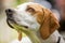 A beagle cross face portrait looking up