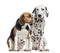 Beagle and Dalmatian sitting, isolated