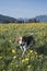 Beagle in dandelion meadow