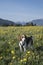 Beagle in dandelion meadow