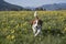 Beagle in dandelion meadow