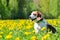 Beagle and dandelions