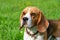 Beagle dog