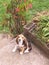 Beagle dog