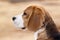 Beagle dog