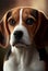 Beagle dog