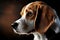 Beagle dog