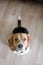 Beagle Dog