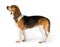 Beagle dog