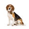 Beagle dog