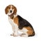 Beagle dog