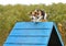 Beagle dog on agility training