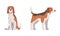 Beagle Dog as Scent Hound Breed with Brown Marking and Large Long Ears Sitting and Standing Vector Set