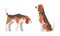 Beagle Dog as Scent Hound Breed with Brown Marking and Large Long Ears Sitting and Standing Vector Set