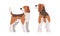 Beagle Dog as Scent Hound Breed with Brown Marking and Large Long Ears Standing Vector Set